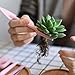 KALIM Upgrade 12 Pieces Succulent Plant Tools, Mini Planting/Transplanting Gardening Tool Set for Indoor Miniature Garden Plant Care(Pink)thumb 3