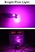 Alopee 30 Pack 194 Light Bulb Perple 2825 Bulb, 193 Led Bulb DC 12V 5050 5SMD Replacement for T10 158 168 198 W5W 2825 Car License Plate Lights Door Lights Courtesy Step Lights