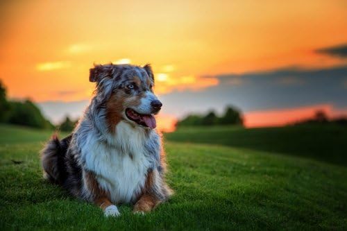 australian shepherd wall art