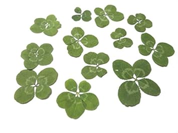 Amazon Co Jp 四つ葉 五つ葉 クローバー 押し花 素材 合計20枚セット