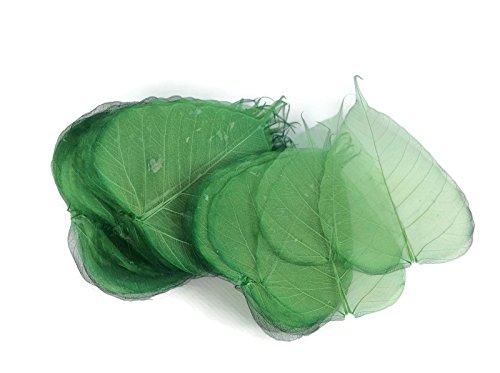 Dark Green 5 Inch Skeleton Leaves 100 pcs Sacred Fig Ficus Religiosa Flower Making Floral Scrapbook Craft Wedding Card