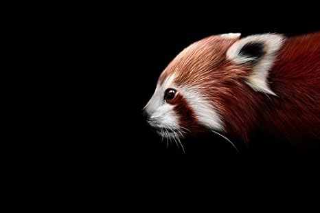 Amazon Co Jp 暗闇から届く赤パンダ動物 キャンバス印刷アートポスター 写真 部屋インテリア絵画 ポスター1cmx80cm ホーム キッチン Amazon Co Jp 暗闇から届く赤パンダ動物 キャンバス印刷アートポスター 写真 部屋インテリア絵画 ポスター1cmx80cm ホーム キッチン