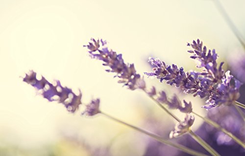 100-Pure-Premium-Organic-Lavender-Essential-Oil-10ml-Imported-From-France-Undiluted-Therapeutic-Grade-Aromatherapy-Massage-Relaxation-Headache-Relief-Perfect-to-Use-in-the-Bath-Make-Soap-Bath-Salts-Ca