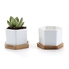 T4U 2.75" White Ceramic Hexagon Succulent Cactus Planter Pots with FREE Bamboo Tray for Home Decoration 1 Pack of 2