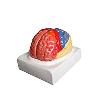 Walter Products B10444 Regional Human Brain Model, Life Size, 2 Parts, 7.5 x 7 x 8 Inches, Includes Base