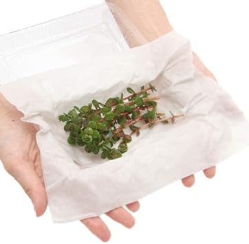 Amazon 水草 ロタラ インディカ 水上葉 無農薬 １０本 北海道航空便要保温 Charm チャーム 生体水草 通販