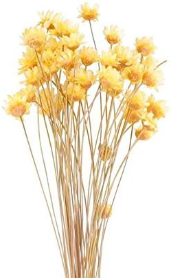 Amazon 50pcsのラブリーブラジルの小さなスターの花飾りのドライフラワーブーケアレンジメントフラワーバレンタインデーのギフトのホームデコレーション 色 Yellow サイズ 41x6 5cm 造花 オンライン通販 Amazon 50pcsのラブリーブラジルの小さなスターの花飾りのドライフラワーブーケアレンジメントフラワーバレンタインデーのギフトのホームデコレーション 色 Yellow サイズ 41x6 5cm 造花 オンライン通販