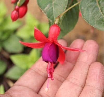 Amazon Co Jp フクシア盆栽ランタン花の屋内バルコニー盆栽盆栽花盆栽 枚 袋 14 ホーム キッチン