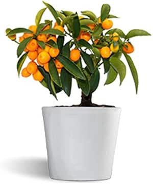 Fortunella hindsii - kumquat naranjo enano - cítrico de interior ...