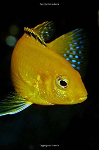African Cichlid Fish (Julidochromis Transcriptus) Journal: 150 page lined notebook/diary