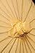 Luna Bazaar Paper Parasol - Chinese/Japanese Paper Umbrella - for Weddings and Personal Sun Protection (28-Inch Diameter, White)