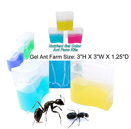 Blue Gel Ant Farm (1) Reality Show 24/7 365