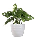 Costa Farms Little Swiss Monstera Trending Tropicals Collection Live Indoor Plant, 12 Inches Tall, Ships in White Ceramic