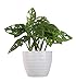 Costa Farms Little Swiss Monstera Trending Tropicals Collection Live Indoor Plant, 12 Inches Tall, Ships in White Ceramic primary