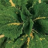 Outsidepride Coleus Kong Green - 20 Seeds