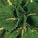 Outsidepride Coleus Kong Green - 20 Seeds