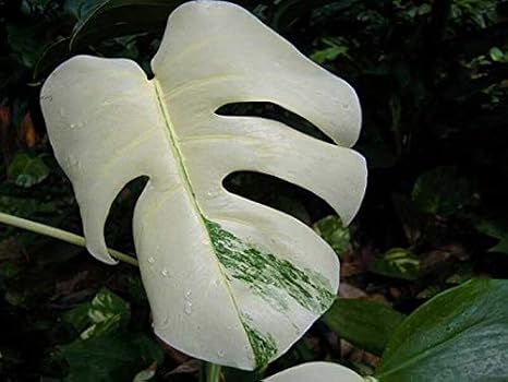 50 Pcs Bag Monstera Variegated Seeds Rare Tree Mixed Color Fresh Seeds Farmer Amazon Ca Home Kitchen