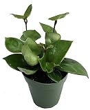 Green Wax Plant - Hoya - Great House Plant - 6" Pot