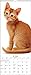 2018 Cats Wall Calendar