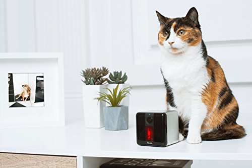 Petcube Play Pet Camera with Interactive Laser Toy. Monitor Your Pet Remotely with HD 1080p Video, Two-Way Audio, Night Vision, Sound and Motion Alerts. Compatible with Alexa (Certified Refurbished)