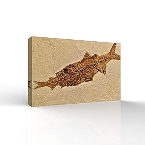 Vintage Animal Fossil Living Room Poster