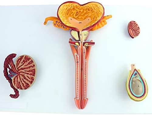 Science Education LXT PANDA Male Reproductive System Model Male Pelvis 