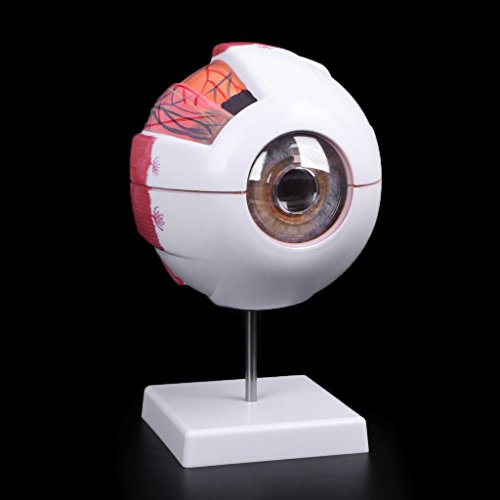 Lvyuanda 3 Times Human Anatomical Natural Eyeball Model Medical Learning Aid Teaching Instrument - Thumbnail 3