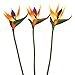 Lanldc 25 Inch Bird of Paradise Artificial Plant for Home Office Decoration 6Pcs (Orange)