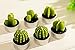 WISDOMTOY 6-Piece Mini Lovely Green Meat Plant Cactus Romantic Candle