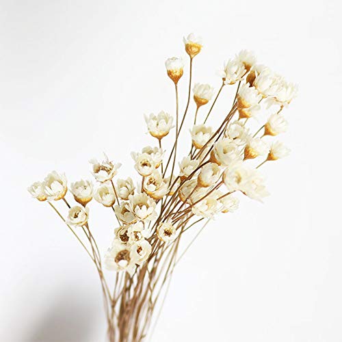 150 Stems Mini Daisy Chamomile Bouquet Natural Dry Flowers Brazilian Small Star Daisy Decorative Dried Flowers for Wedding DIY Home Decorations (White)