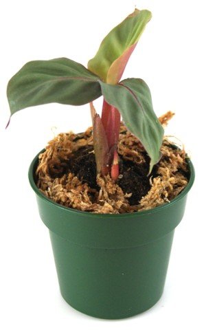 Calathea Velvet Touch | Desertcart Gambia