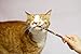 CatTwig Organic Silver Vine Catnip Alternative Stick Toy, Pack of 6