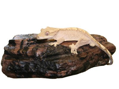 Magnaturals Small Earth Rock Ledge - Magnetic Decor