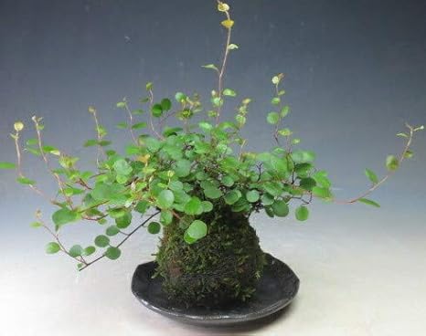 Amazon ワイヤープランツの苔玉 観葉植物 オンライン通販