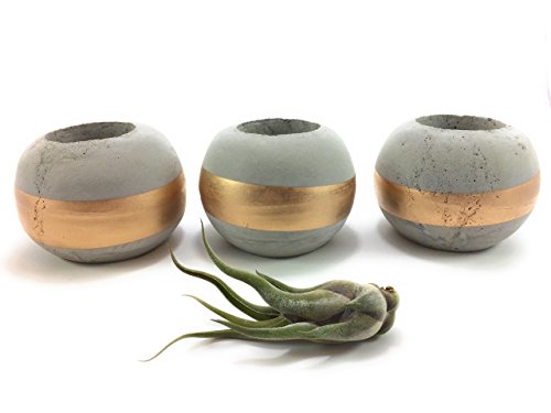 ORB Concrete Succulent Planters / Air Plant Holders (Set of 3) GOLD.
