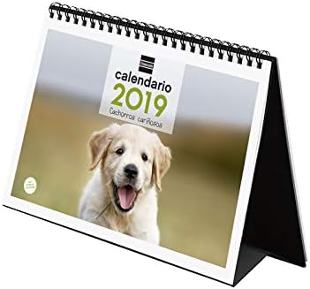 Finocam 780322819 Desktop Calendar 2019
