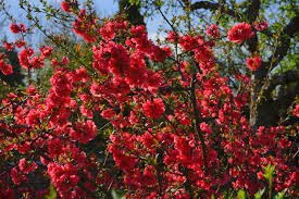 Red Dragons Blood Double Flowering Quince - Chaenomeles - Hardy - Perennial - 4" Potted - Healthy - 3 Plants by Growers Solution