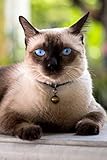 Siamese: Cat | Weekly Calendar July 2019 - December 2021 | 30 Months | 131 pages 6 x 9 in. | Planner by Notebooks Journals XLPress