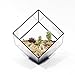 Cube Shaped Succulent Pyramid Tabletop Succulent Plant Terrarium Box