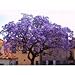 25+ Purple Empress Tree Seeds / Perennial / Paulownia Tementosa / World's Fastest Growing Tree