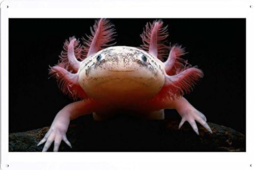 Tin Poster (20x30cm) of Mexican Axolotl 24871 by Global Animal Sign