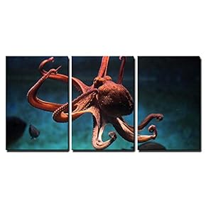 Common Octopus Flexing - 3 Panel Canvas Art