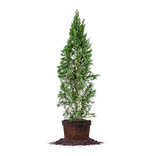 Perfect Plants Italian Cypress Tree, 4-5 ft, Live Plant