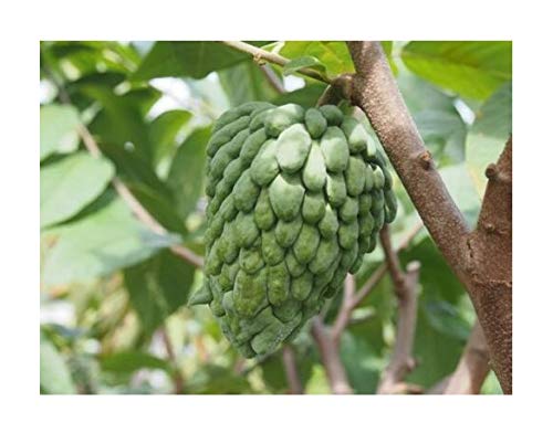 Atemoya (Seedling) Tropical Fruit Trees Around 10~15 inch Height in 1 Gallon Pot BA100