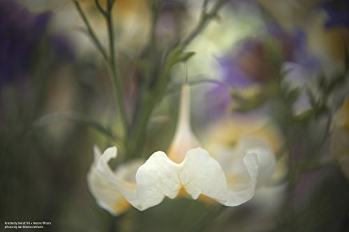 Lensbaby 46mm Macro Filter Kit