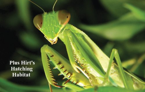 Praying Mantis 5 Egg Cases 500-2,000 Babies + Hirt's Hatching Habitat