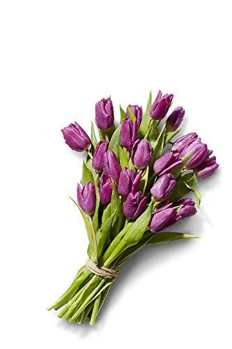 Tulip, 20 Stem