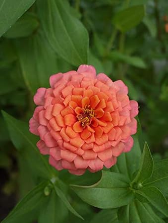 Zinnie Liliput Lachs Edelstein Pink Orange 81 Samen Amazon De Garten