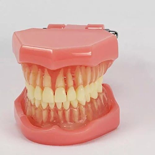 EDDE DENTAL Brand New Teeth Model 7005 Adult Standard Typodont Demonstratio