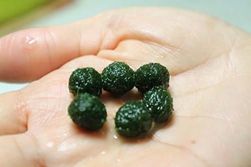 Luffy Pet Plant for All Ages -- 6 Nano Moss Balls - Friendly, Compact & Low Maintenance Aquatic Pet - Lifelong Friend - Ideal for children or adults with busy schedule or little space